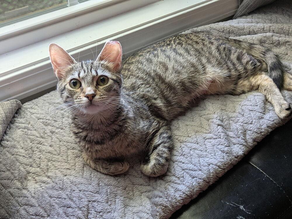 MISSY, Adoptable, Adult Female Domestic Short Hair & Tabby.