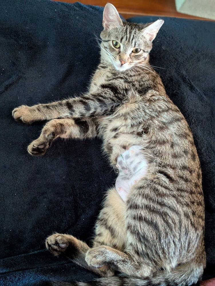 MISSY, a Adoptable mixed breed in Burlington, NC image 2/3