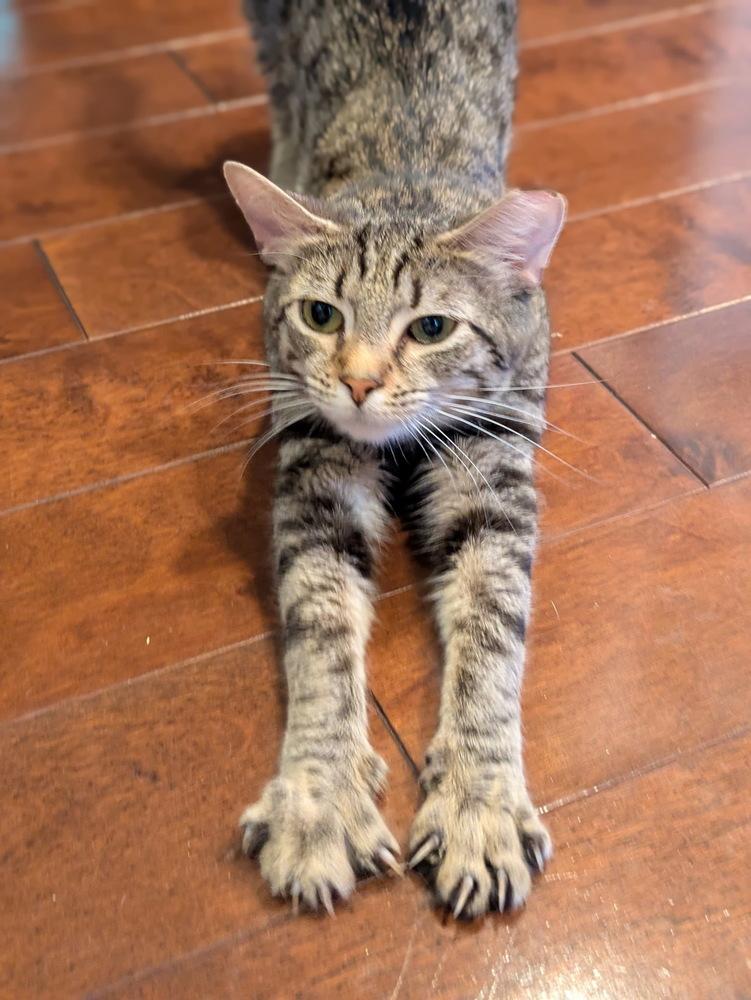 MISSY, a Adoptable mixed breed in Burlington, NC image 3/3