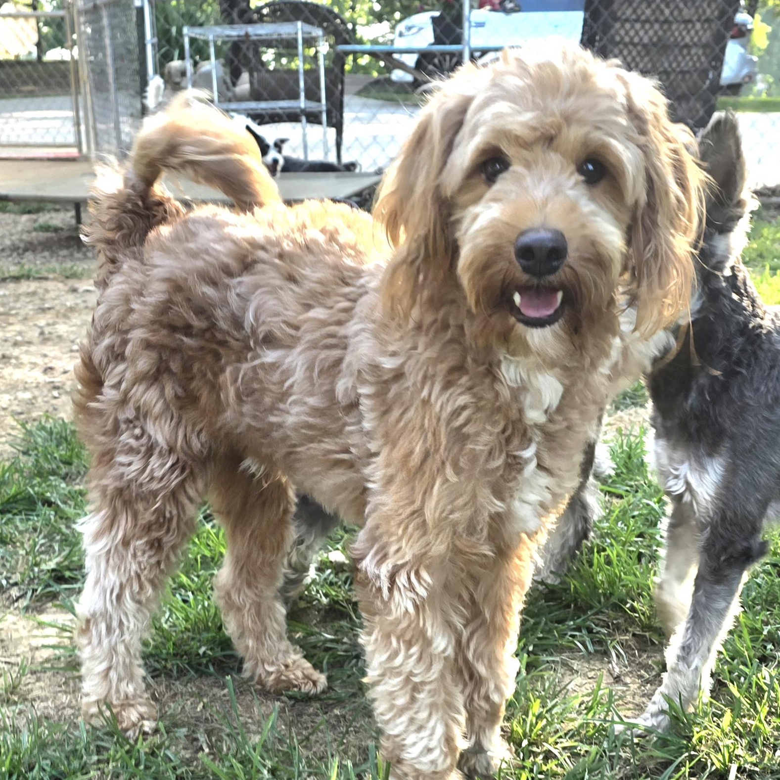 Mooney, Young Male Goldendoodle