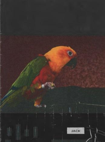 Enlarge Jack (Anchorage), a Adopted Conure in Anchorage, AK image 1/1