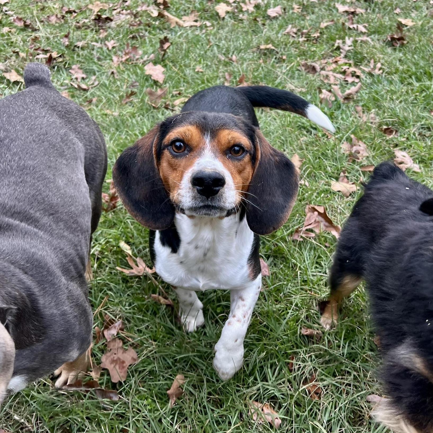 Enlarge Gumbo, a ADOPTABLE Beagle in Carthage, MS image 2/6