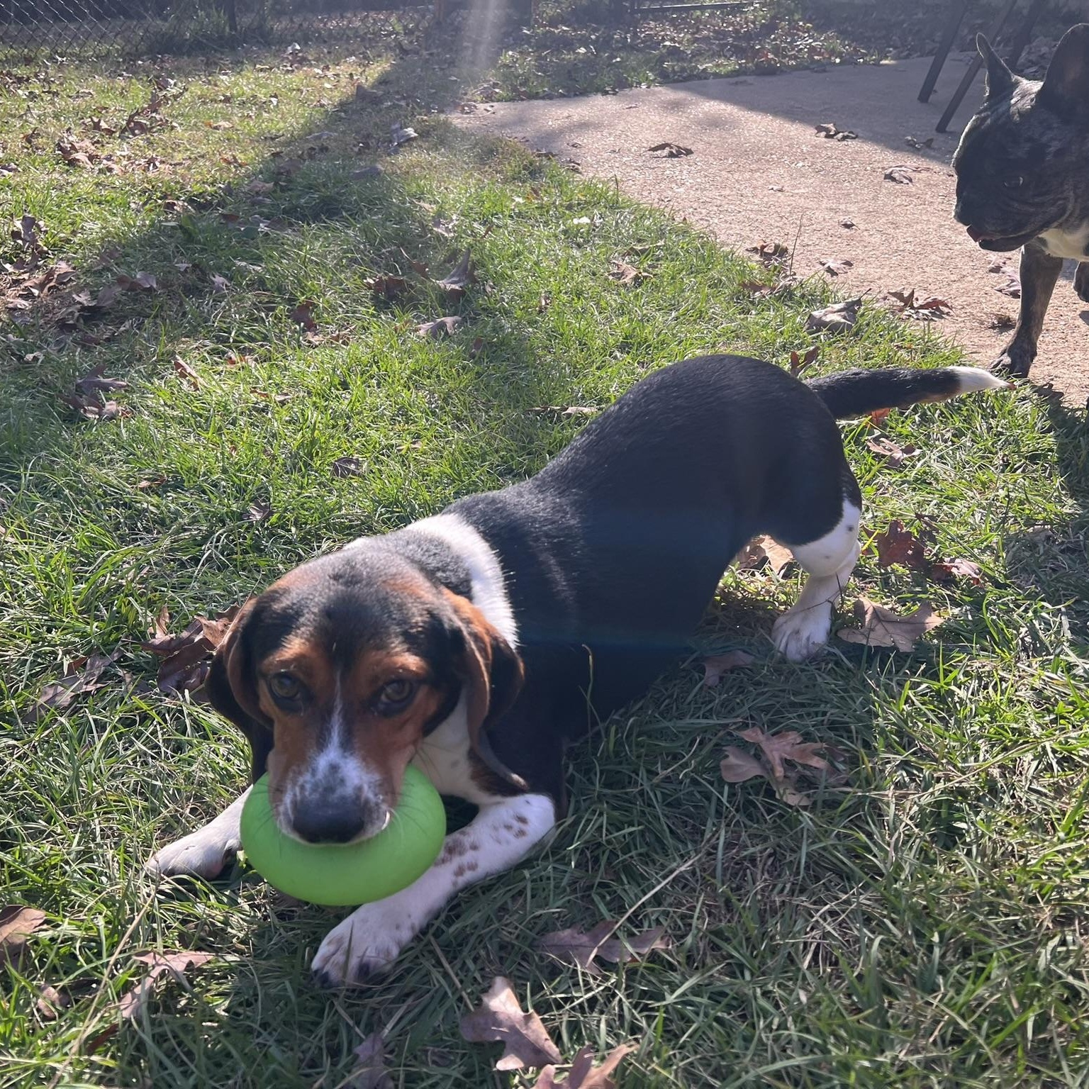 Gumbo, adopted, Adult Male Beagle.