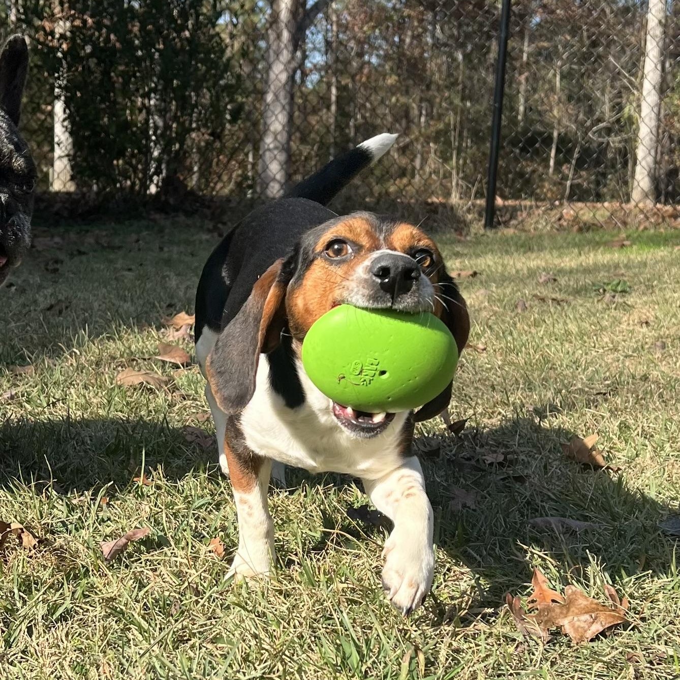 Enlarge Gumbo, a ADOPTABLE Beagle in Carthage, MS image 4/6