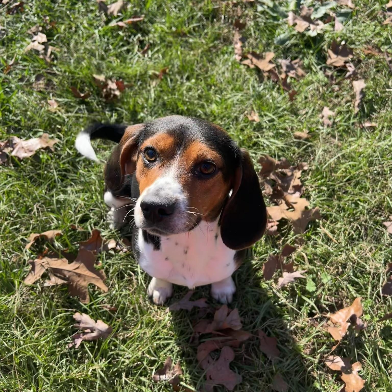 Enlarge Gumbo, a ADOPTABLE Beagle in Carthage, MS image 5/6