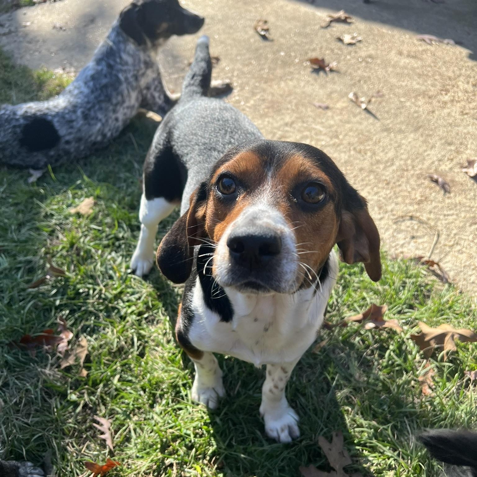 Enlarge Gumbo, a ADOPTABLE Beagle in Carthage, MS image 6/6