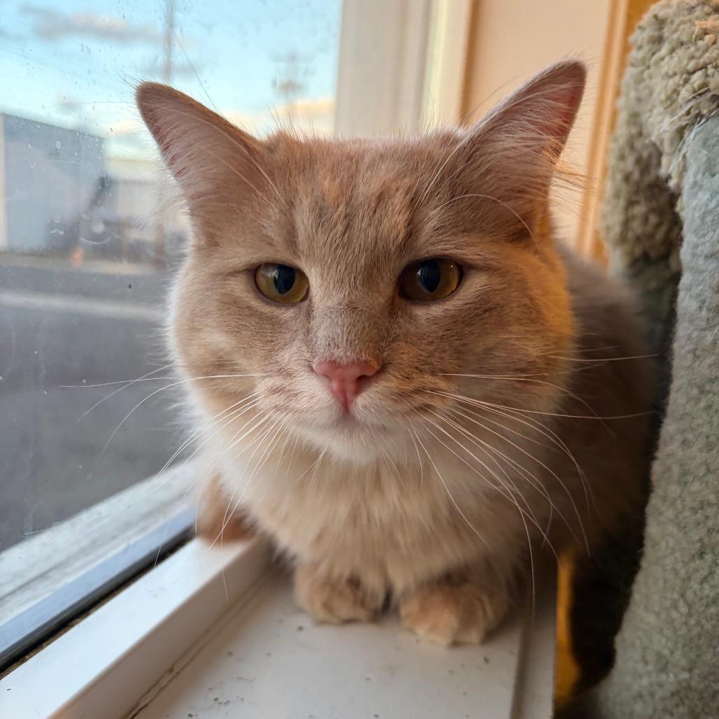 Whiskey, Adoptable, Young Male Domestic Long Hair.