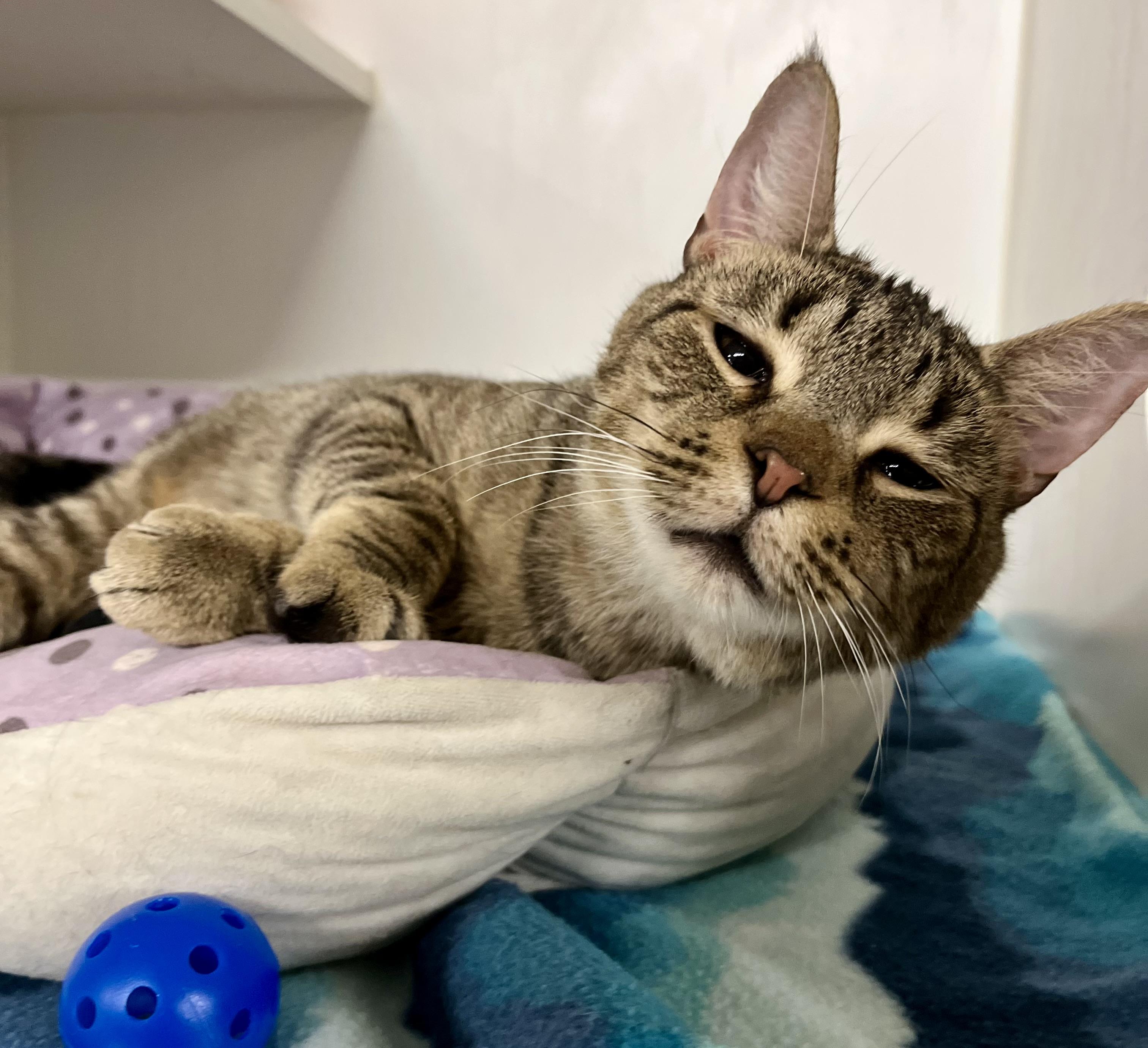 Enlarge Gracie, a Adoptable Domestic Short Hair in Seville, OH image 2/2