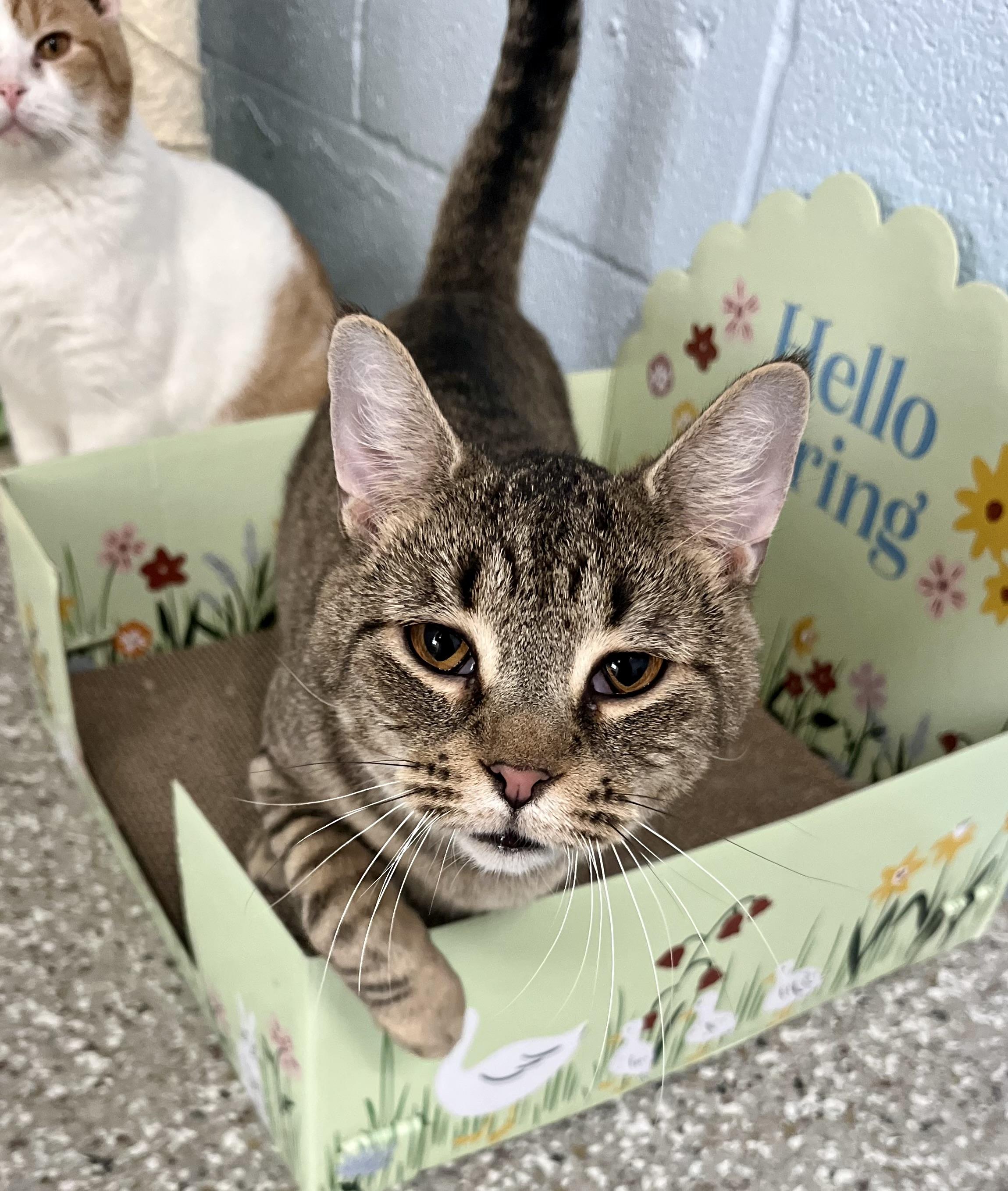 Enlarge Gracie, a Adoptable Domestic Short Hair in Seville, OH image 1/2