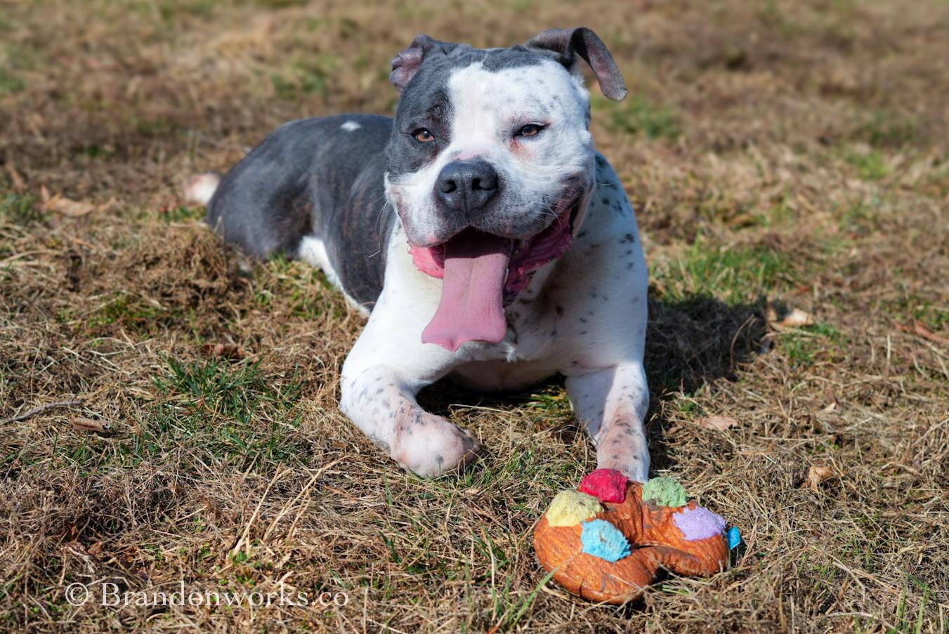 Enlarge Seos (Say-Ohss), a ADOPTABLE mixed breed in Stafford, VA image 5/6