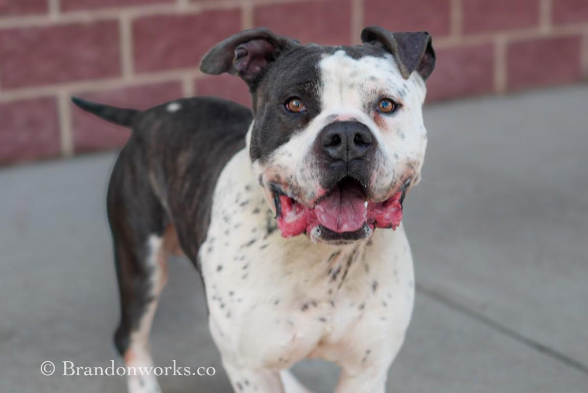 Enlarge Seos (Say-Ohss), a ADOPTABLE mixed breed in Stafford, VA image 1/6