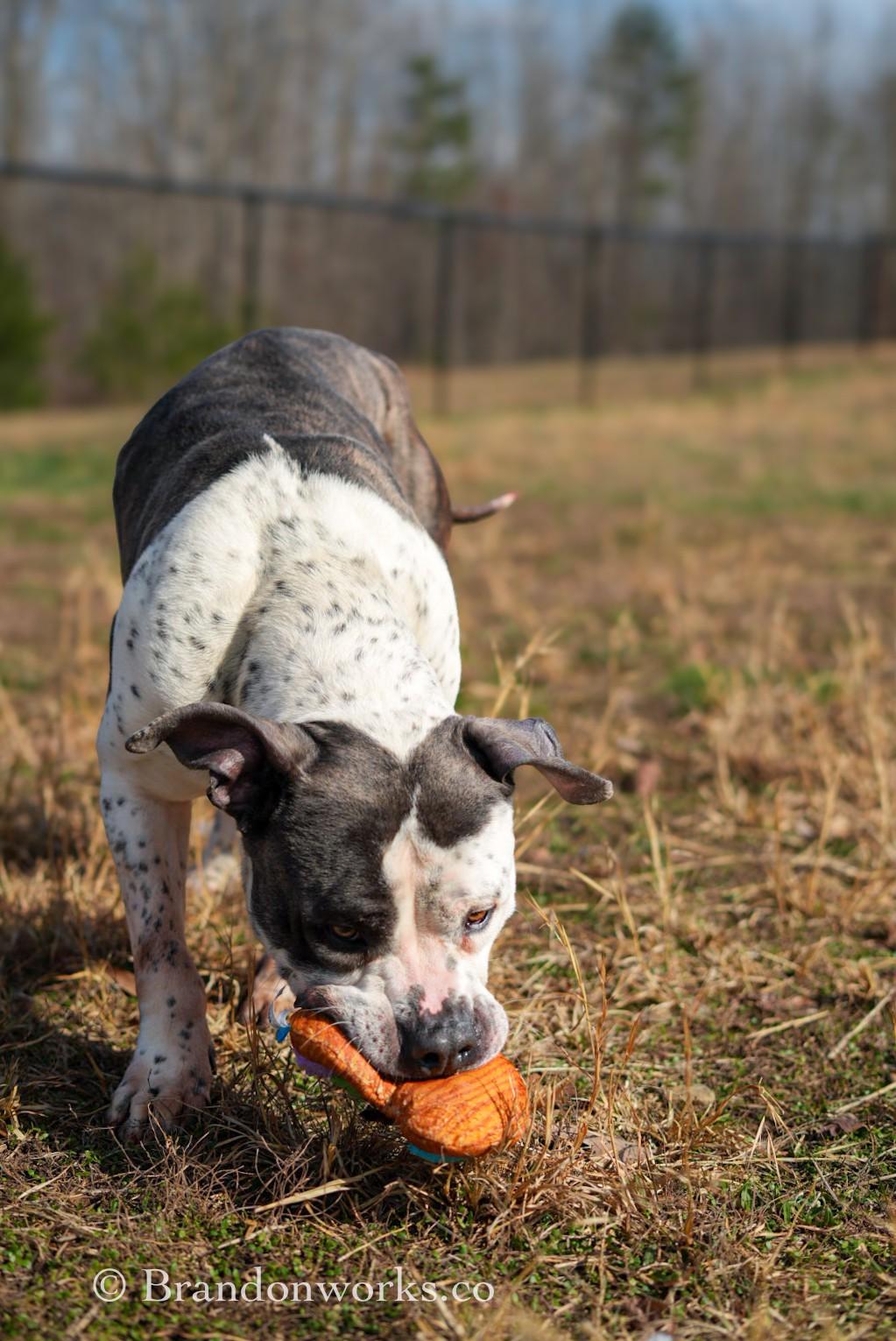 Enlarge Seos (Say-Ohss), a ADOPTABLE mixed breed in Stafford, VA image 2/6