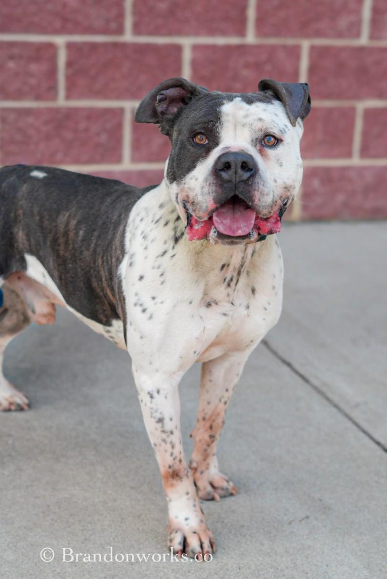 Enlarge Seos (Say-Ohss), a ADOPTABLE mixed breed in Stafford, VA image 3/6