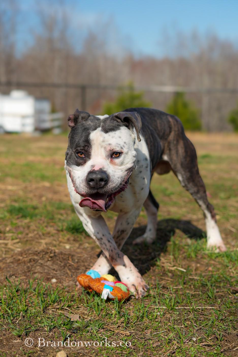 Enlarge Seos (Say-Ohss), a ADOPTABLE mixed breed in Stafford, VA image 4/6