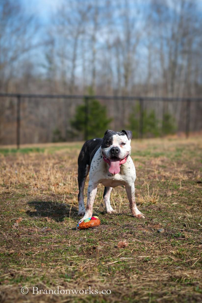 Enlarge Seos (Say-Ohss), a ADOPTABLE mixed breed in Stafford, VA image 6/6