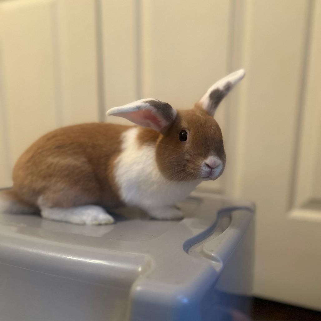 Enlarge Kiwi, a Adoptable American in The Woodlands, TX image 1/2