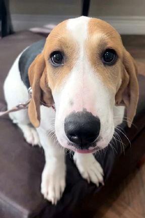 Enlarge KINSEY, a Adopted mixed breed in Mays Landing, NJ image 1/3