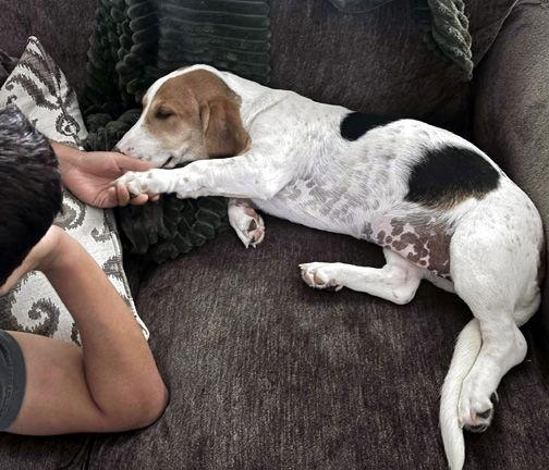 Enlarge KINSEY, a Adopted mixed breed in Mays Landing, NJ image 2/3