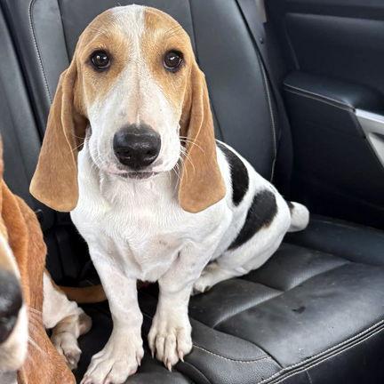 Enlarge KINSEY, a Adopted mixed breed in Mays Landing, NJ image 3/3