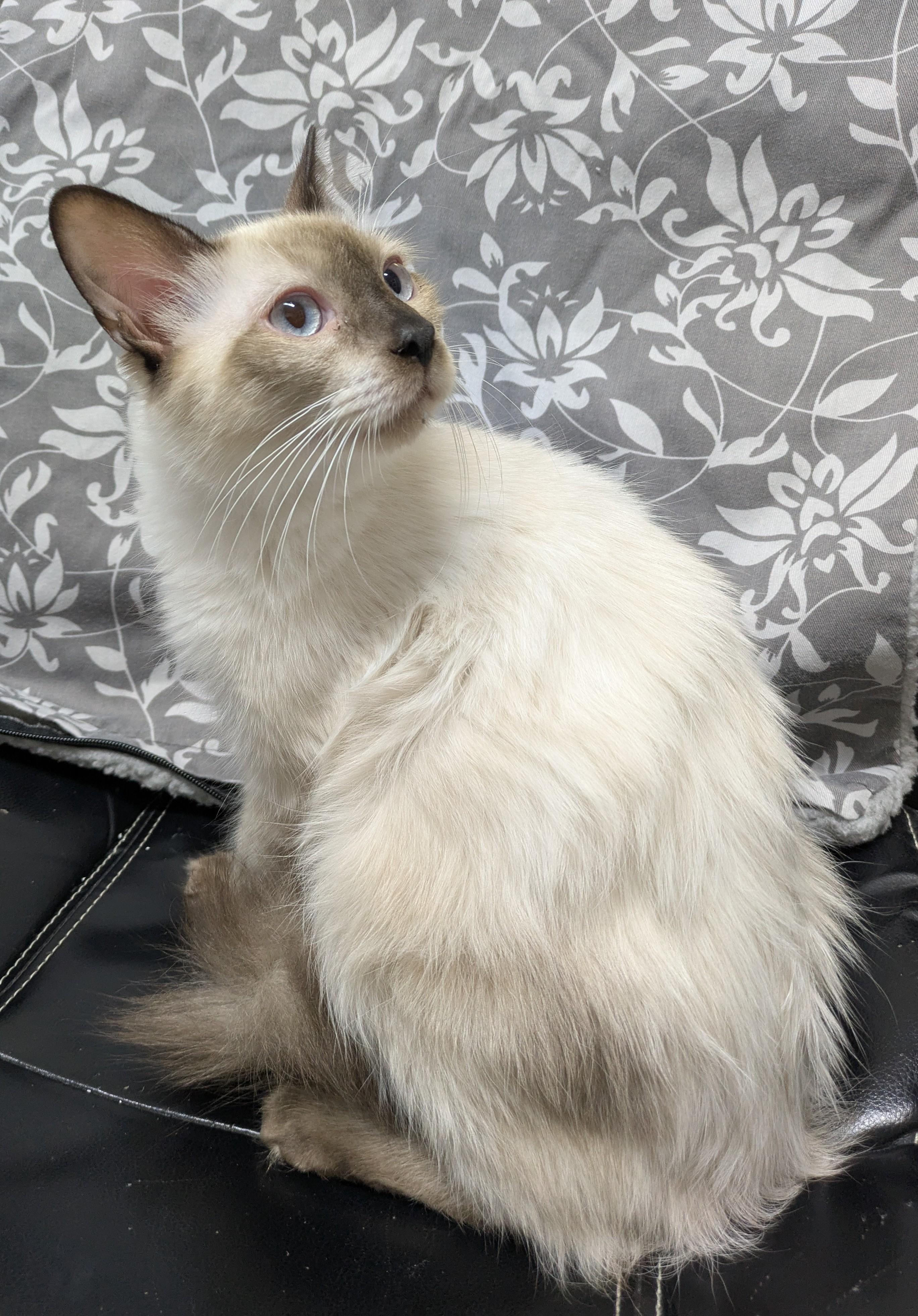 Enlarge Navy, a Adoptable mixed breed in Bisbee, AZ image 1/1