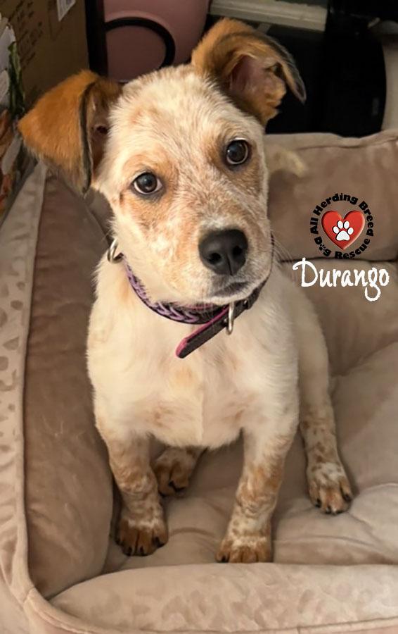 Durango, Adoptable, Young Male Cattle Dog.