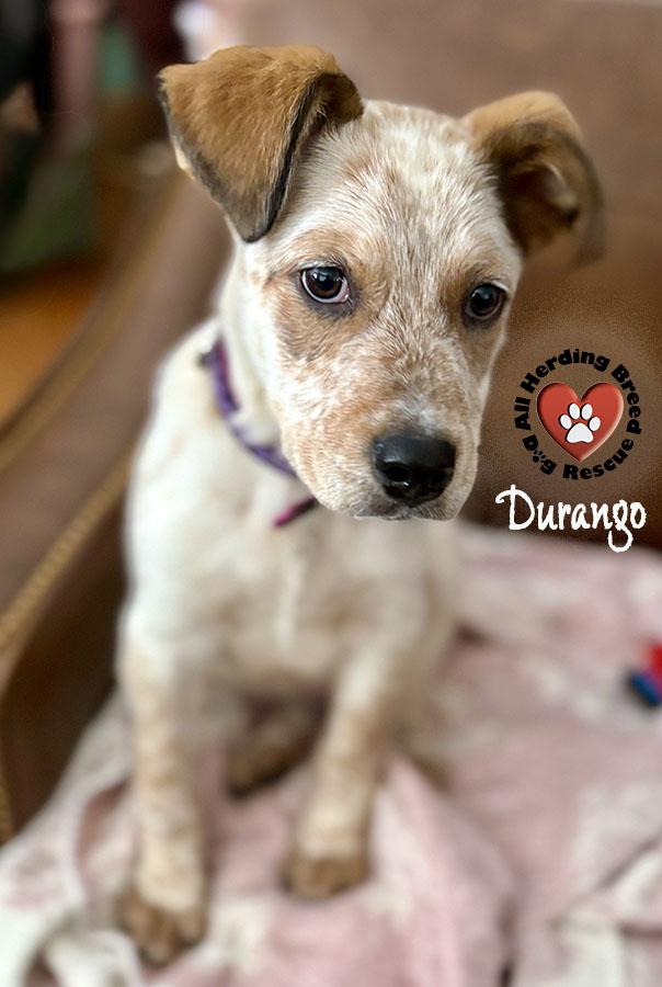 Durango, a Adoptable mixed breed in Joliet, IL image 2/6
