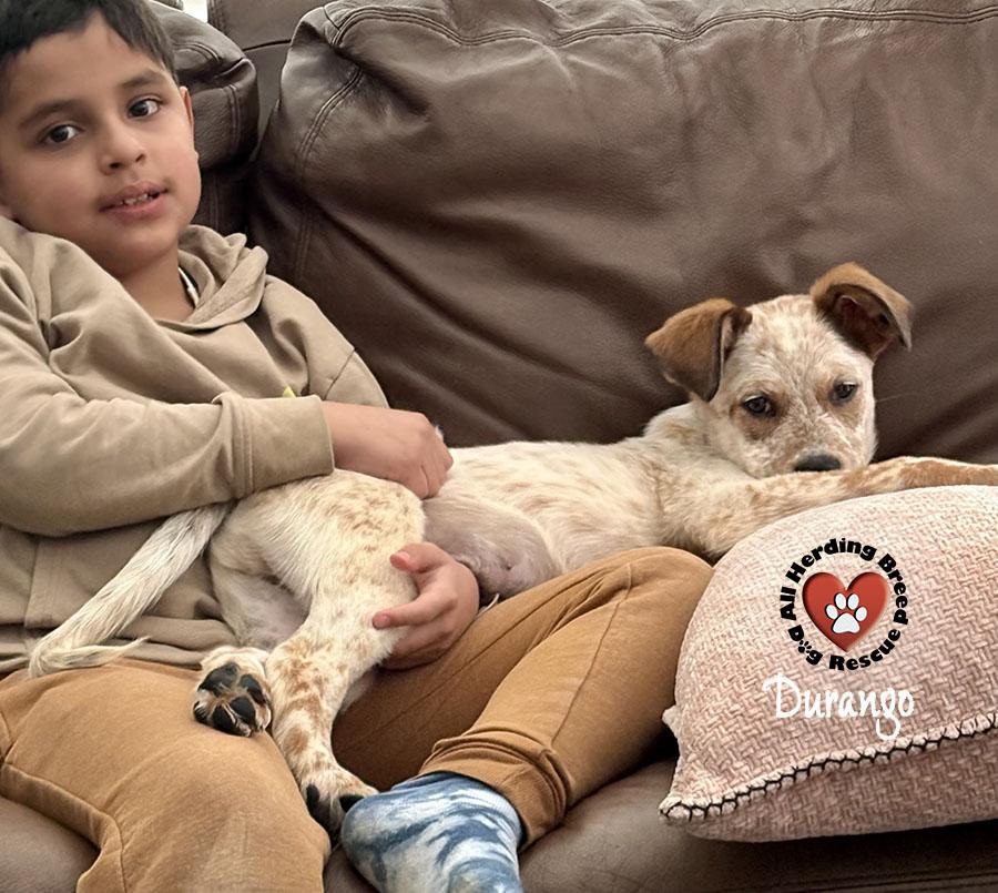 Durango, a Adoptable mixed breed in Joliet, IL image 3/6