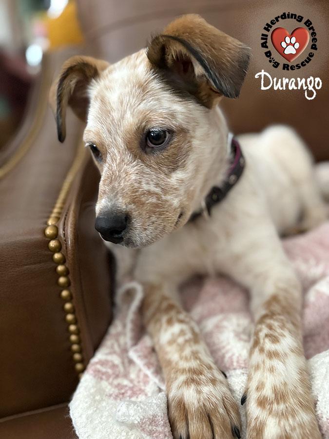Durango, a Adoptable mixed breed in Joliet, IL image 4/6