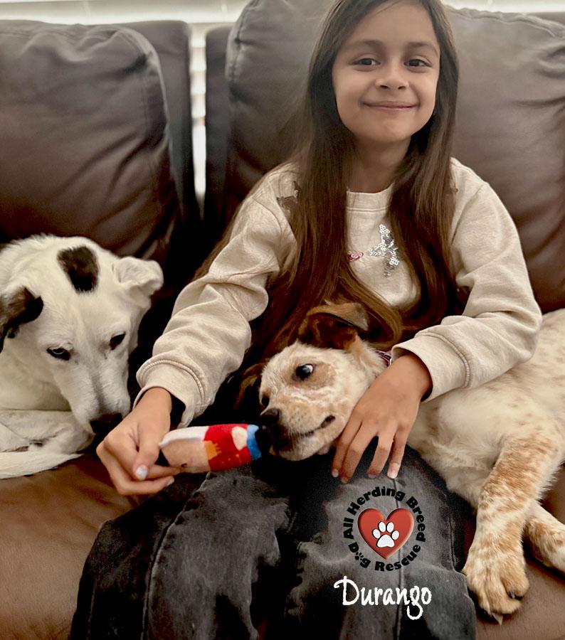 Durango, a Adoptable mixed breed in Joliet, IL image 5/6