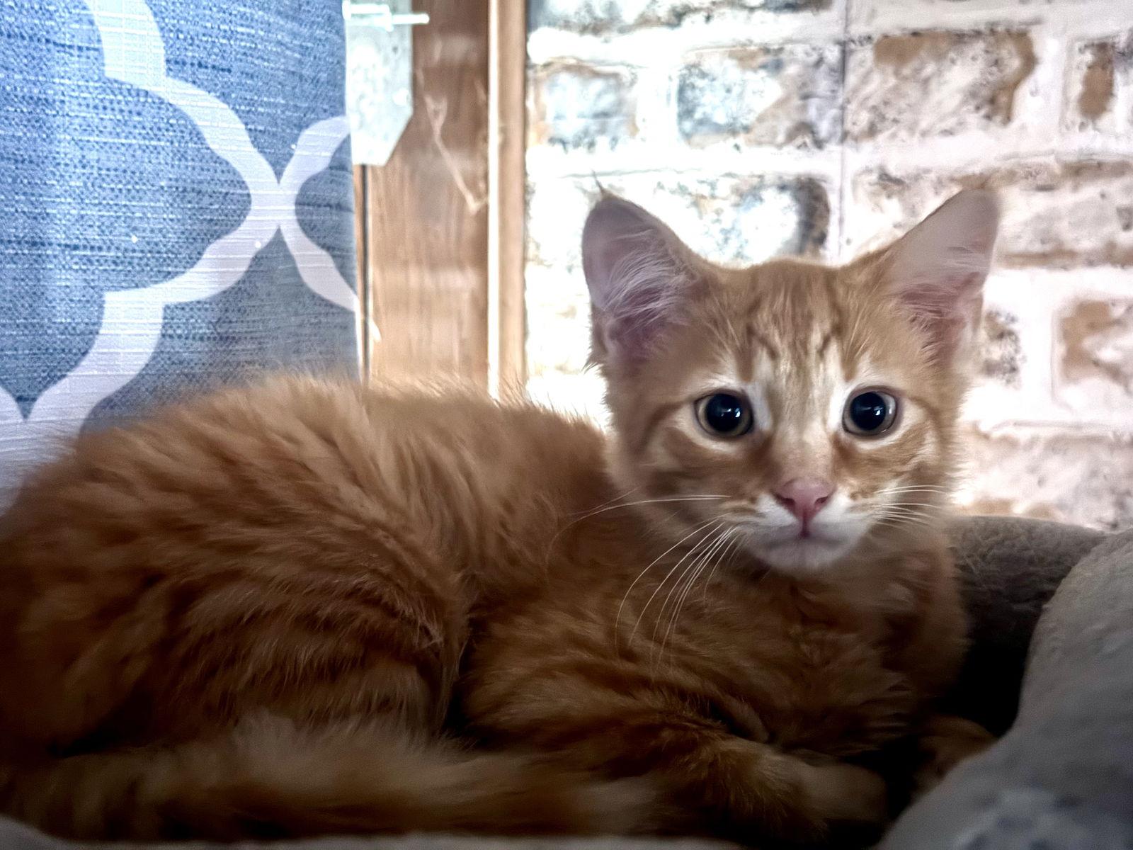 Aiden — thumbnail 2