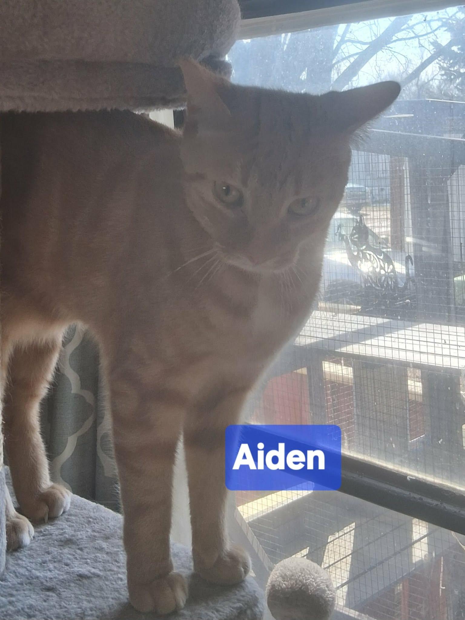 Aiden — thumbnail 3