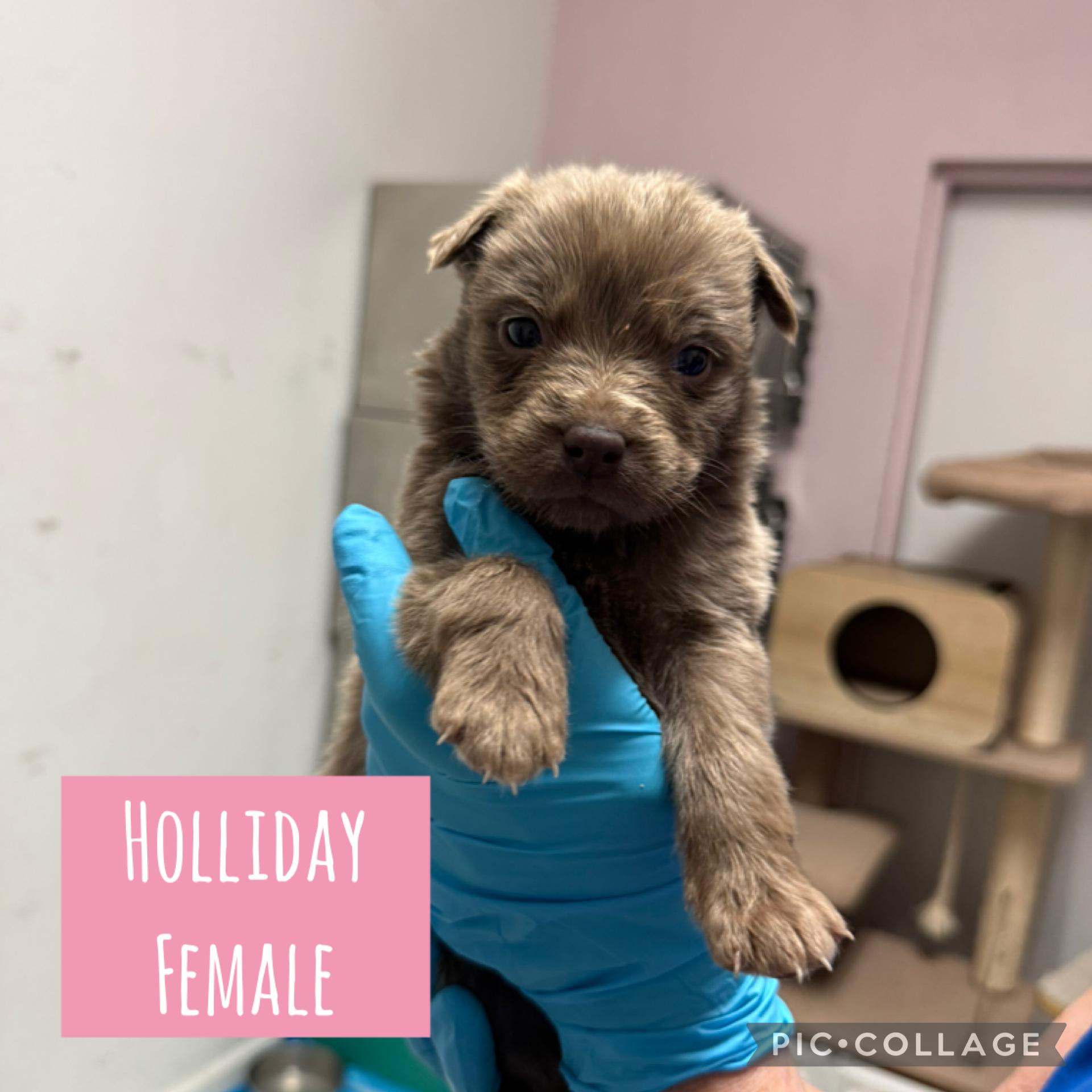 Enlarge Holiday Puppies (Ready Dec 31!) Females, a Adoptable Mixed Breed in Toledo, OH image 2/5