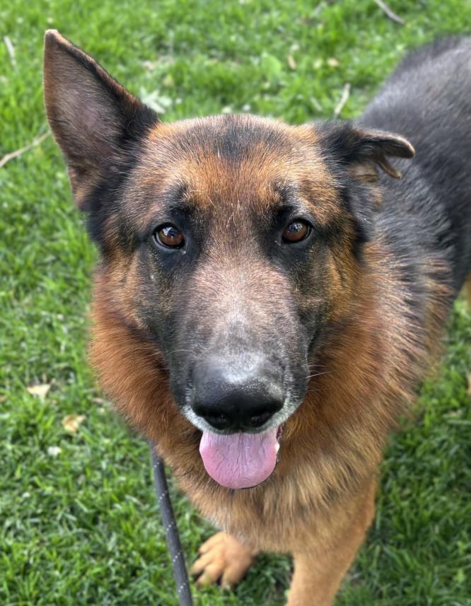 *DANDEE, Adoptable, Adult Male German Shepherd Dog.