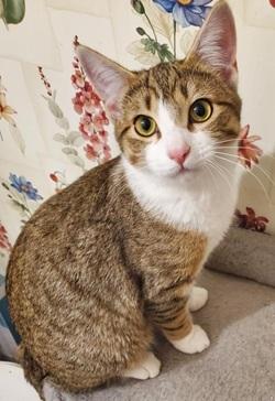 Enlarge Eve - Adopted!, a Adopted mixed breed in Raleigh, NC image 1/3