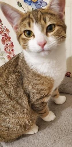 Enlarge Eve - Adopted!, a Adopted mixed breed in Raleigh, NC image 2/3