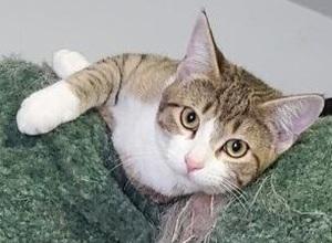 Enlarge Eve - Adopted!, a Adopted mixed breed in Raleigh, NC image 3/3