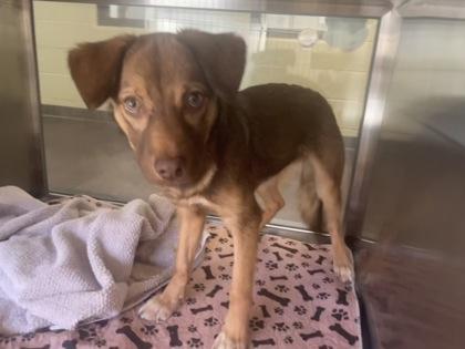 Ivy, a Adoptable mixed breed in Lewisville, TX image 1/3