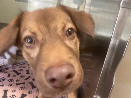 Ivy, a Adoptable mixed breed in Lewisville, TX image 2/3