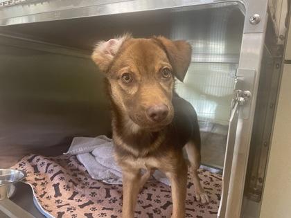 Ivy, a Adoptable mixed breed in Lewisville, TX image 3/3