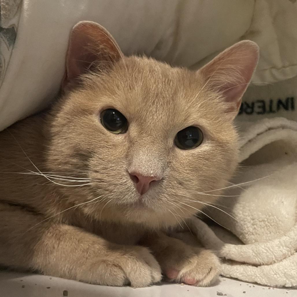 Sniffs, Adoptable, Adult Male Domestic Short Hair.