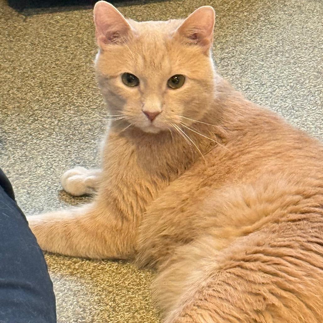 Enlarge Sniffs, a Adoptable Domestic Short Hair in Chicago, IL image 2/2