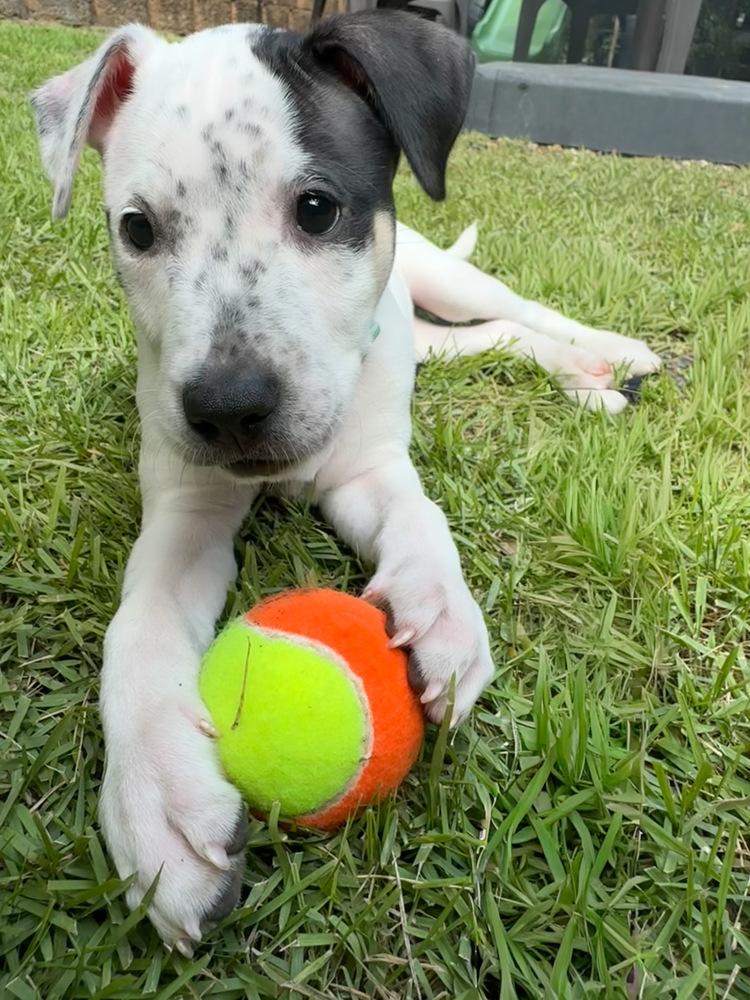 Enlarge Heily, a Adoptable mixed breed in Wake Forest, NC image 1/5