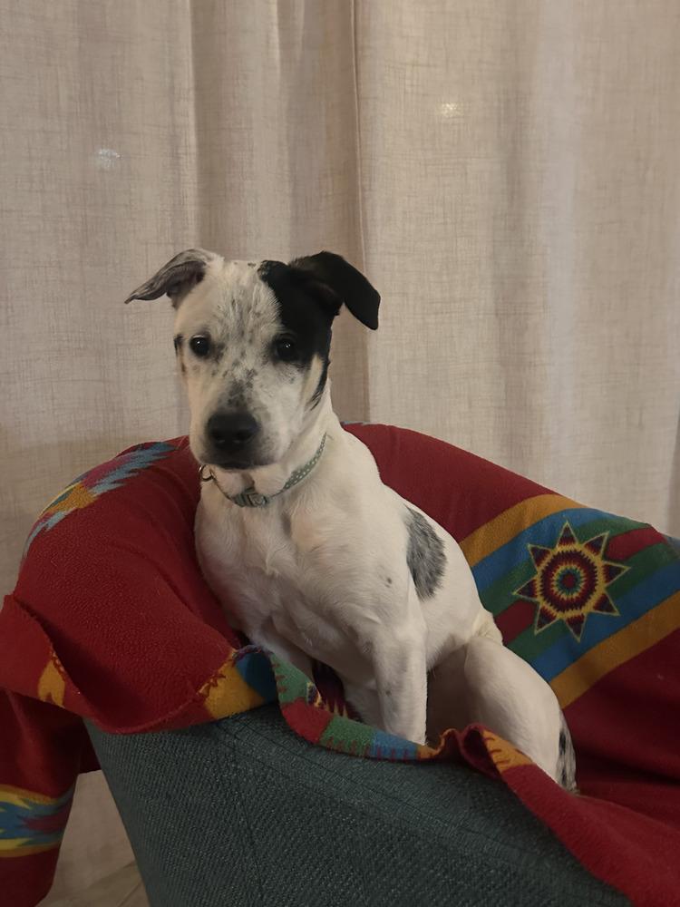 Heily, Adoptable, Puppy Female Australian Cattle Dog / Blue Heeler & Pit Bull Terrier.