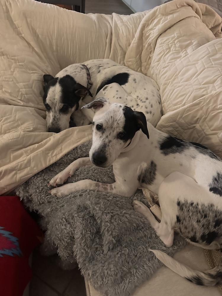 Enlarge Heily, a Adoptable mixed breed in Wake Forest, NC image 3/6