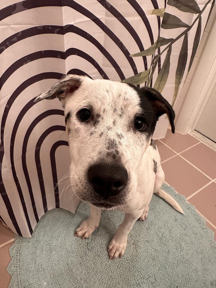 Enlarge Heily, a Adoptable mixed breed in Wake Forest, NC image 2/6