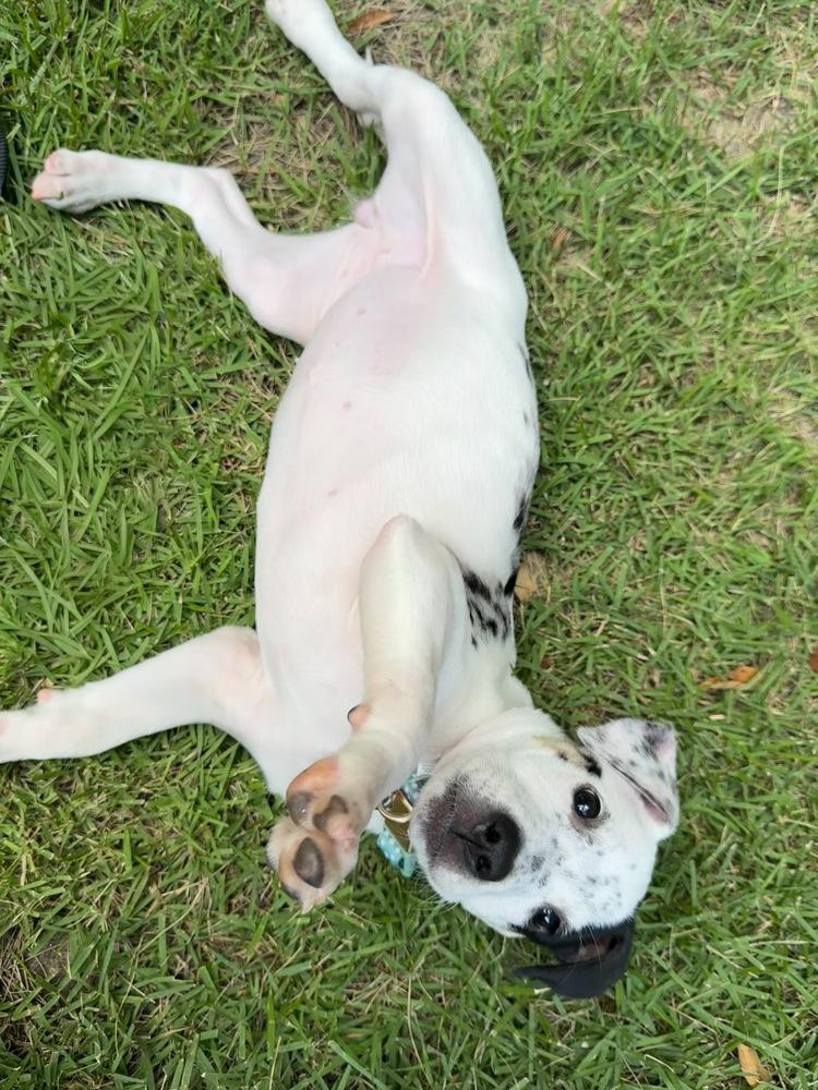 Enlarge Heily, a Adoptable mixed breed in Wake Forest, NC image 2/5