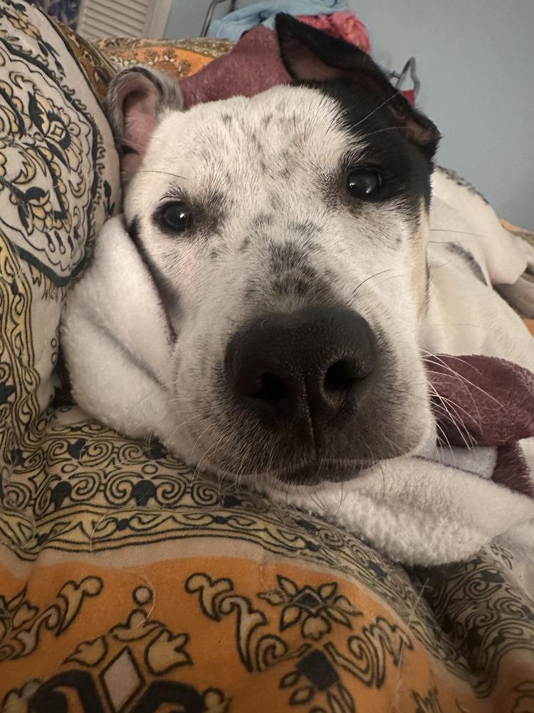 Enlarge Heily, a Adoptable mixed breed in Wake Forest, NC image 6/6