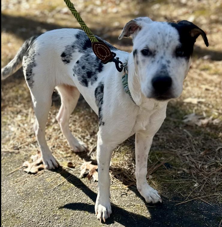 Enlarge Heily, a Adoptable mixed breed in Wake Forest, NC image 5/6