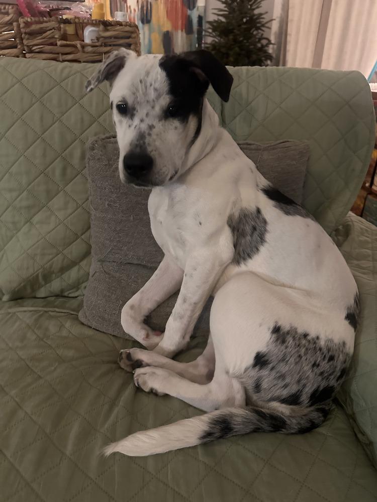 Enlarge Heily, a Adoptable mixed breed in Wake Forest, NC image 6/6