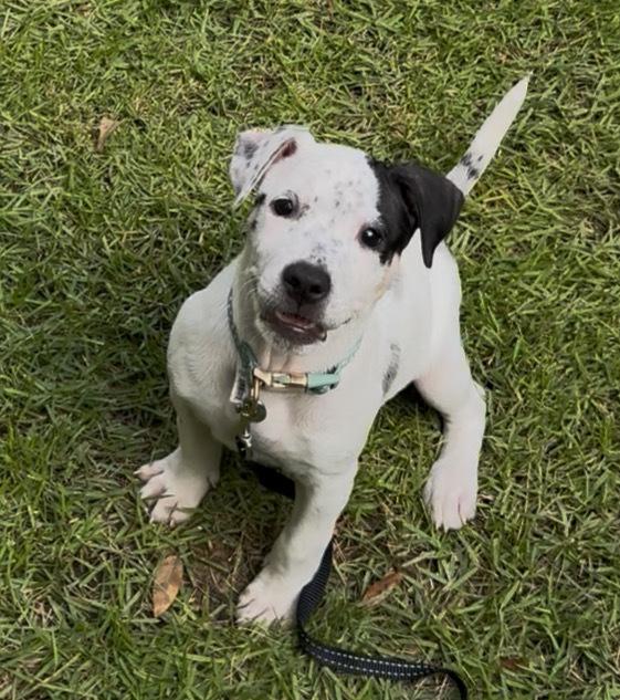 Enlarge Heily, a Adoptable mixed breed in Wake Forest, NC image 5/5